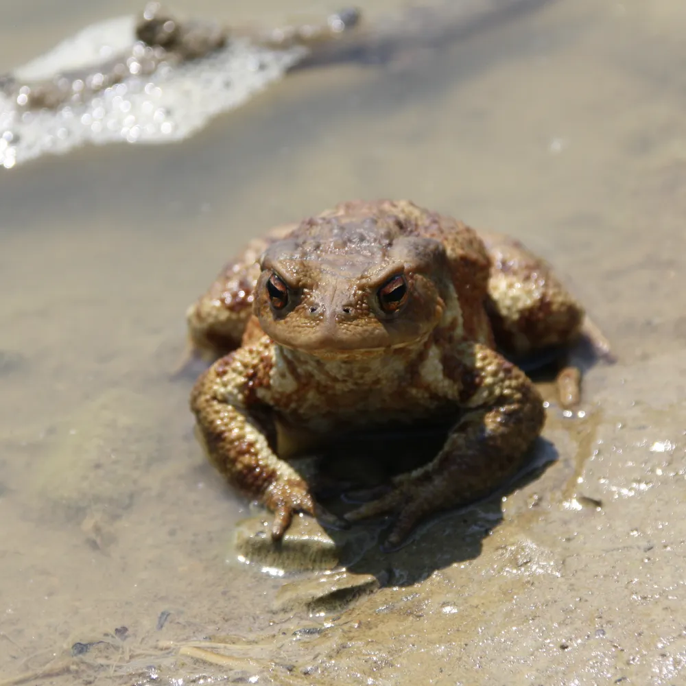 Rudi Giuseppe Zanetti